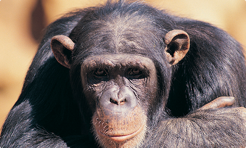 How Your Body Language Impacts Workplace Conversations